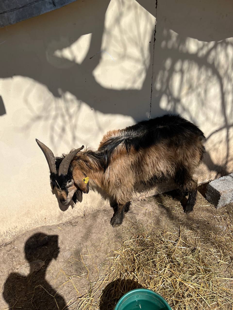 Ешкі сатылады