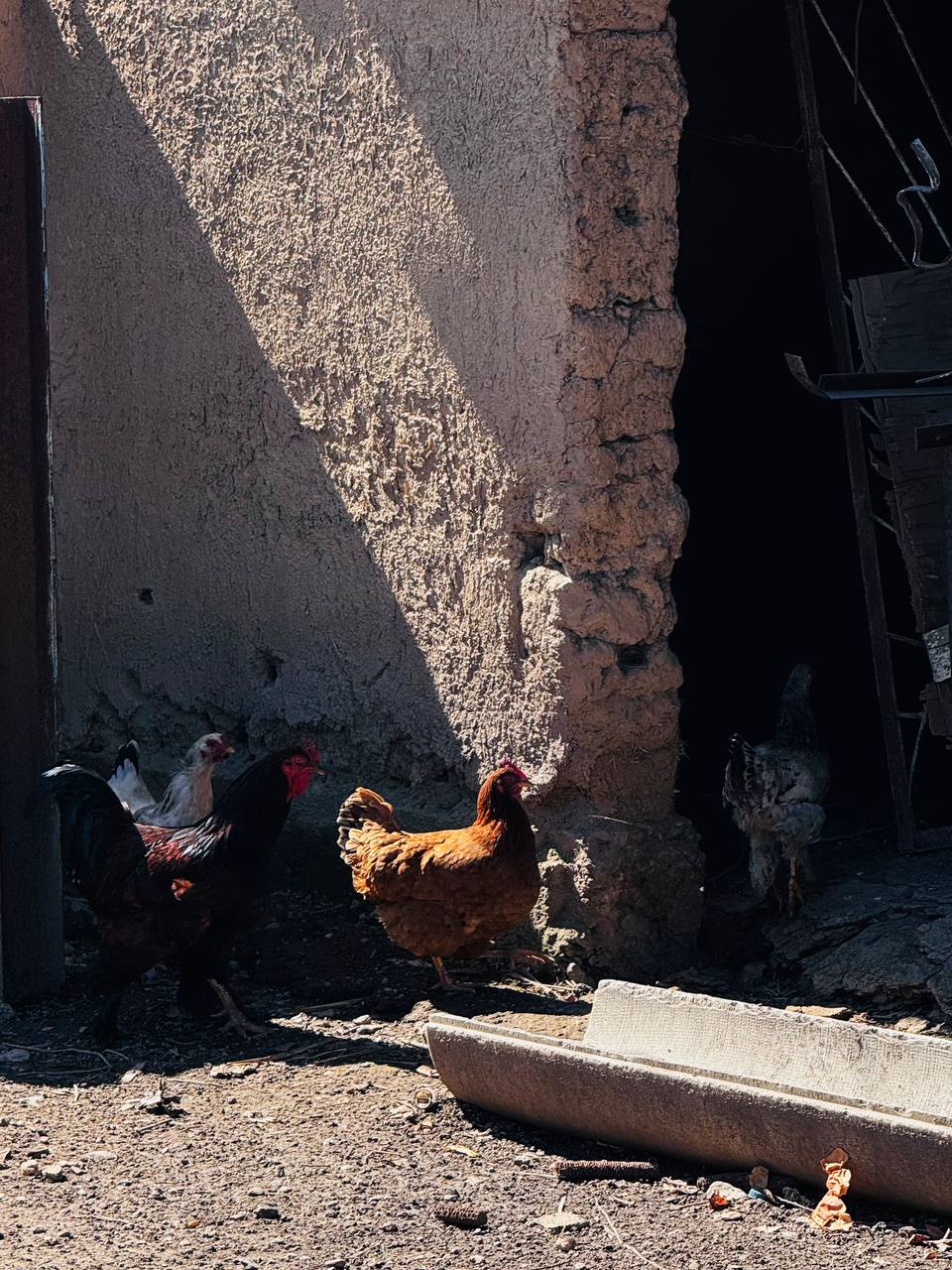 Тауықтар сатылады!