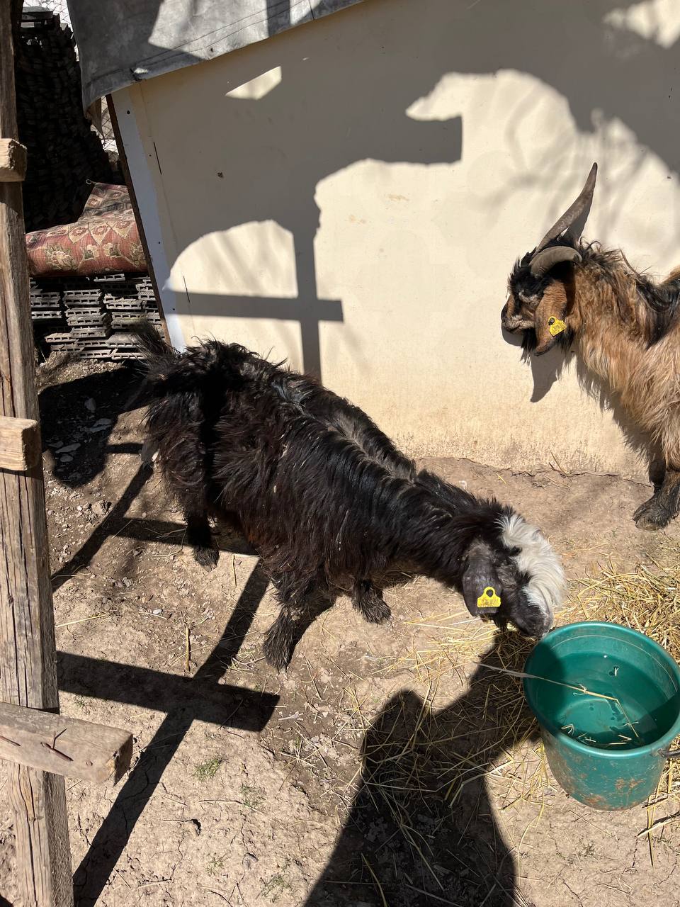 Ешкі сатылады