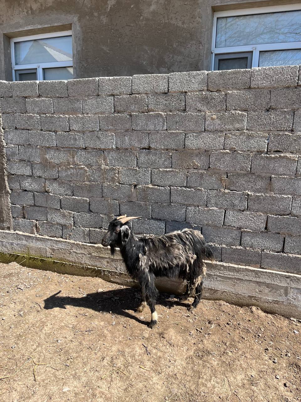 Ешкі сатылады